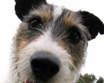 Recycled's dog, Jack Russell 